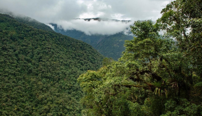 Protecting the Neblina Cloud Forest