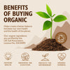 Organic Moringa Oleifera Powder